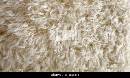 Curly soft wool texture in close-up, fluffy light textile background. Stock Photo