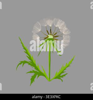 White dandelion on a gray background object . Hand drawn. Not AI, vector illustration. Stock Vector