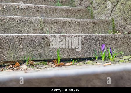 Purple crocus flowers and green grass sprouting through cracks in weathered concrete steps surrounded by moss and dry leaves in an outdoor setting. Stock Photo