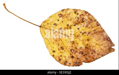 Yellow dried leaf of a poplar (populus nigra, black poplar) against a white background Stock Photo