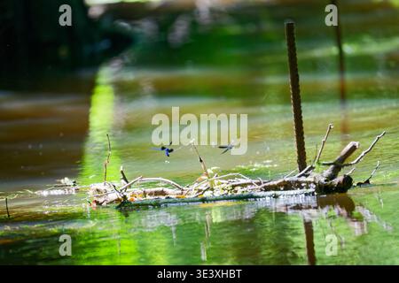 Three blue dragonflies hover above a small cluster of twigs and branches floating on a reflective green water surface in a natural outdoor setting. Stock Photo