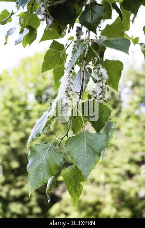 Twig of a poplar (populus nigra, black poplar) with poplar fluff on the catkins the source of the allergy Stock Photo