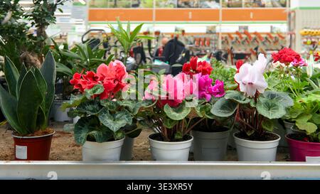 Potted cyclamen flowers in pink and red shades arranged on a shelf in a garden center, with gardening tools and equipment in the background Stock Photo