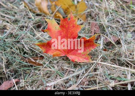 A vibrant red maple leaf with yellow edges lies atop a bed of dry, pale grass. The autumn colors pop against the textured, earthy background. Stock Photo