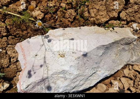 Rough-hewn limestone rock sitting on dry, cracked earth. Sunlight casts delicate plant shadows across its textured surface, with a small wildflower pe Stock Photo