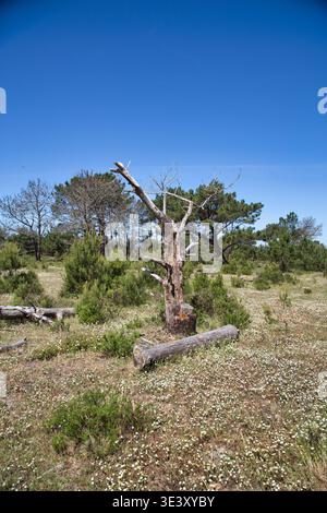 Coastal Scrubland With A Weathered Dead Tree Stump And Scattered Logs Under A Clear Blue Sky. Stock Photo