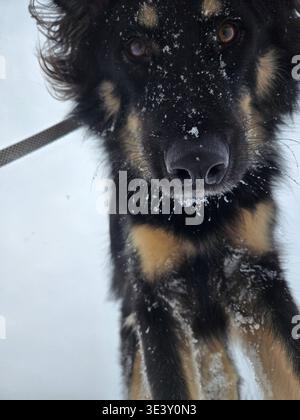 A cute Husky in the snow Stock Photo