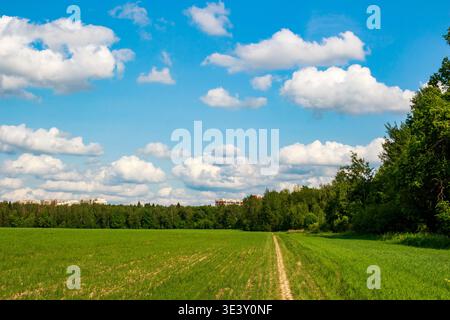 A verdant summer field with a rustic dirt path cutting through it, leading towards a lush treeline under a bright blue sky Stock Photo