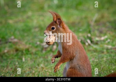 Adorable close-up of a red squirrel standing up and carrying a whole walnut in its mouth. Wildlife on Melaten cemetery in Cologne, Germany. Sunny day. Stock Photo