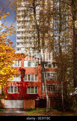 Subtle Fall Colors Background Vibrant crimson and golden Virginia creeper foliage climbs a dark green ...