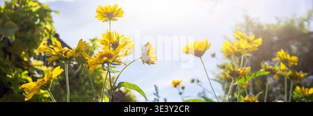 Bright yellow daisies blooming under a clear blue sky with warm sunlight flare Stock Photo