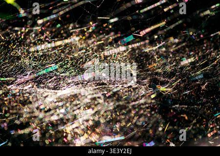 Shimmering spiderweb, dazzling with rainbow light reflections, hosts a tiny arachnid. A magical, ethereal nature spectacle Stock Photo