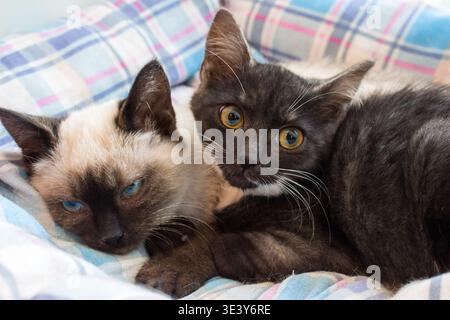 Adorable duo of kittens snuggled close on a soft plaid blanket. One sleepy Siamese, one dark cat with captivating amber eyes gazing intently Stock Photo