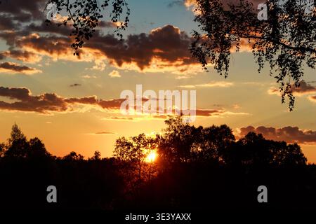 Vibrant summer sunset behind dark silhouetted trees with dramatic orange clouds framing the scene and birch leaves overhead Stock Photo