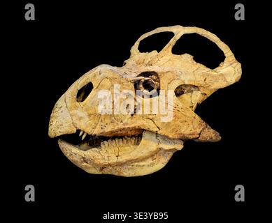 Protoceratops skull. Stock Photo