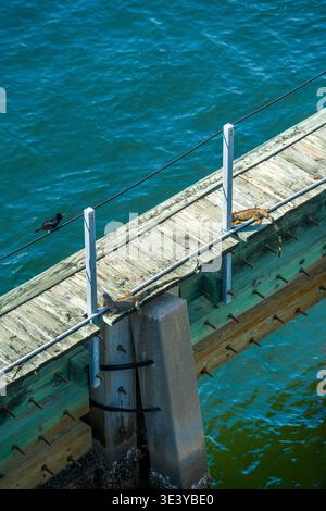 Exotic wild animals, including a small bird and reptiles, are positioned on a green-painted timber boardwalk near a tropical ocean coastline. Stock Photo