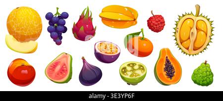 Cartoon tropical ripe raw fruits and berries. Papaya, melon, grapes and tangerine vector citrus fruits. Cartoon durian, feijoa, fig and lychee, peach, durian and pitaya, maracuja, carambola, guava Stock Vector