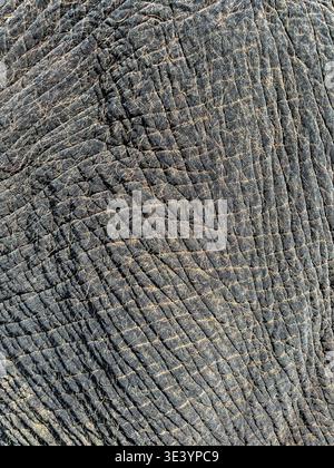 The wrinkles and folds on an elephant's skin create an intricate abstract background of texture and detail. Stock Photo