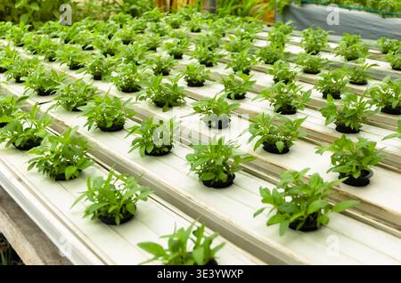 Hydroponic system of young and fresh vegetables / spinach growing garden hydroponic agricultural plants on water without soil for health food Stock Photo