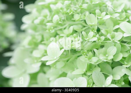 Macro lime green hydrangea flowers background with fresh blooming petals texture Stock Photo