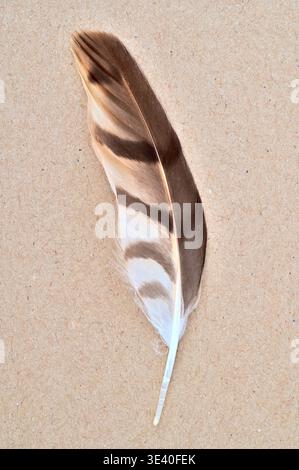 Single brown and white striped feather of Pheasant Stock Photo