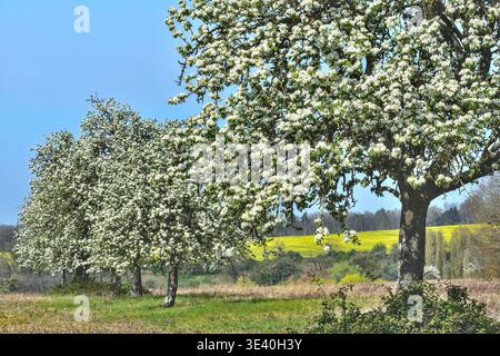 Old Plum (Pyrus) fruit trees on farmland (former field borders) in full blossom - Bossay-sur-Claise, Indre-et-Loire (37), France. Stock Photo