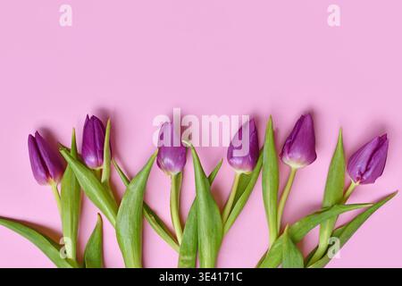 Purple tulip flowers on pink background. Floral spring background with copy space Stock Photo