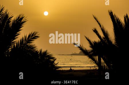 The setting sun over the Atlantic Ocean disappears behind the leaves of a palm tree, silhouetted against a cloudless, golden sky in Taghazout, Agadir, Stock Photo