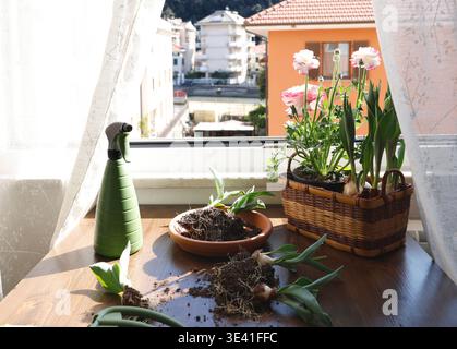 Spring flower bulbs and green spray bottle on wooden table by window. Potting session with ranunculus and tulips in bright sunlight for cozy urban Stock Photo