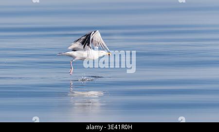 Seagull take off with reflection on calm blue water on a sunny day Stock Photo