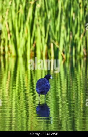Common Gallinule Reflected in Wetlands Water with Lush Green Reeds Stock Photo