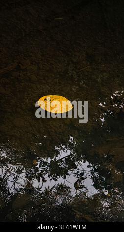 A single yellow leaf floating on clear water with rocky bottom and reflections of foliage. Stock Photo
