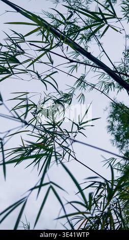 Close-up of bamboo stalks and leaves against pale sky, minimalist natural texture emphasizing elegance and structure. Stock Photo