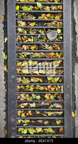 Clogged storm drain grate filled with fallen autumn leaves and debris on urban sidewalk. Stock Photo