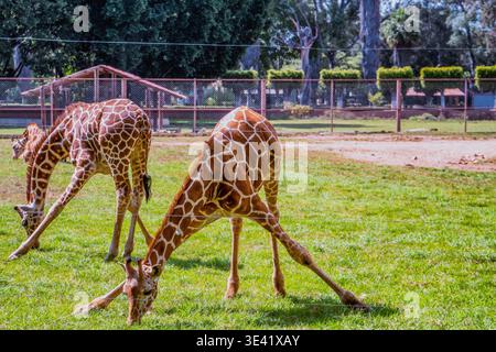 Two giraffes graze peacefully on a grassy field. Their long necks bend low to reach the ground. Fence and trees frame the background. Sunlight glows w Stock Photo