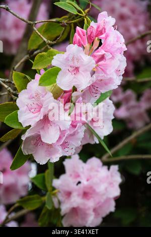 Rhododendron Pink Pearl, hybrid rhododendron, clusters pink flowers, red-brown speckles on upper petals, Stock Photo