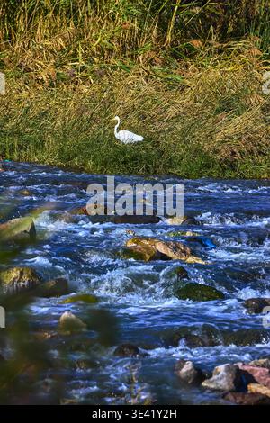 Great Egret by Flowing River in Wetlands Park with Lush Grasses and Rocks Stock Photo