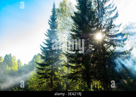 Sun rays streaming through tall evergreen trees create striking light beams and shadows in a forest, highlighting the misty atmosphere and fresh morning light Stock Photo