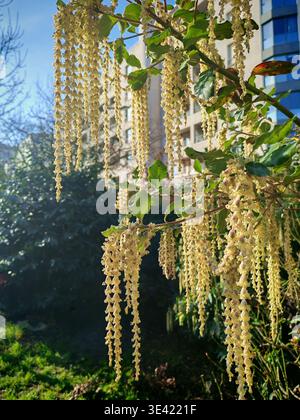 Garrya elliptica with long catkins of Coast silk-tassel or wavyleaf silktassel at the street park near houses in the city Stock Photo