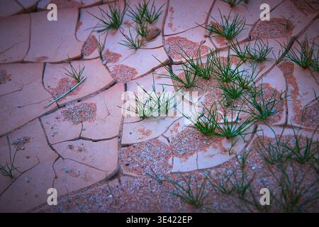 Cracked Desert Earth With Green Grass And Sand Texture Close Up Stock Photo