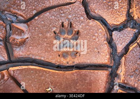 Animal Paw Print on Cracked Desert Mud Texture Close Up Background Stock Photo