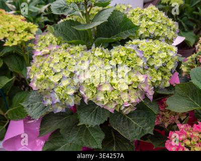 A vibrant hydrangea macrophylla plant featuring large clusters of lime green and soft purple flowers surrounded by lush dark green leaves. This fresh Stock Photo