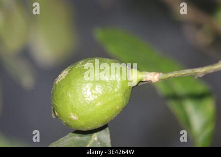 Close-Up of Young Green Lime Growing on a Tree Branch Stock Photo