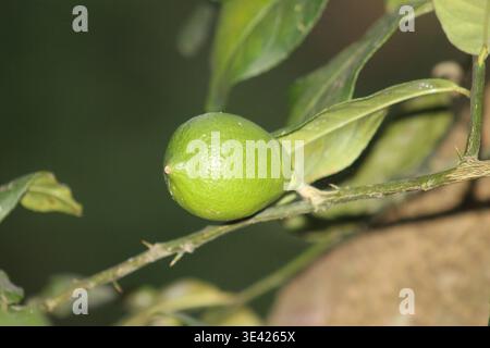 Close-Up of Fresh Green Lime Growing on a Tree Branch Stock Photo