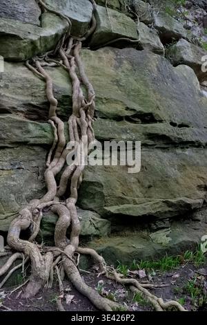 Old stone wall covered in thick ivy in a Scottish location, UK, vertical orientation with copy space Stock Photo