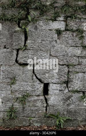 Cracked stone wall with ferns growing in Scottish countryside, UK, portrait orientation with copy space Stock Photo