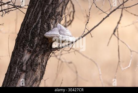 A white chaga mushroom on a tree trunk in the forest Stock Photo