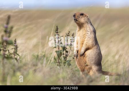 a wild fluffy marmot in the steppe near a burrow Stock Photo