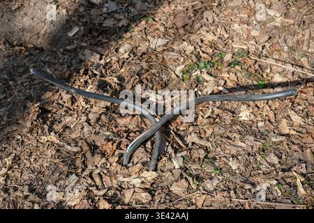 Exposed underground cables are emerging from soil and dry leaves in a forest floor environment Stock Photo