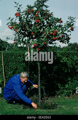 Municipal worker planting a tree in a park, Copenhagen, Denmark Stock Photo